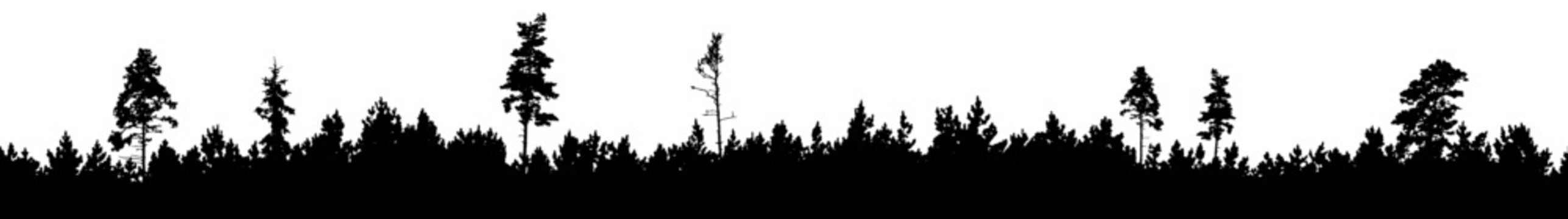 Vector silhouette of detailed and seamless Pine Forest with old trees.