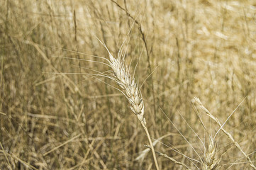 Ready-to-harvest dried wheat spike pictures,

