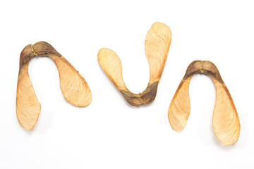 Maple tree seeds isolated on white background