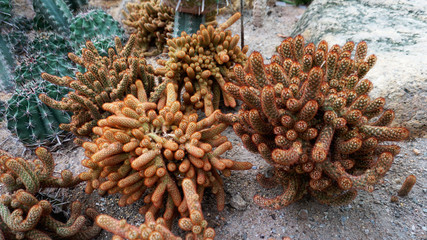 Fototapeta na wymiar Lovely cactus