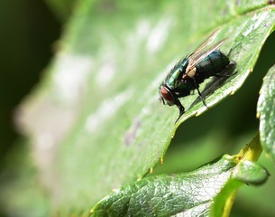 Sunshine on Lucilia sericata