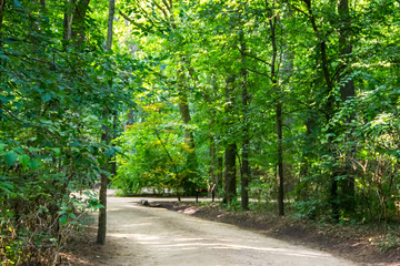 Footpath in green park