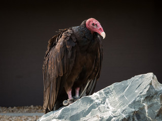 portrait on a vulture