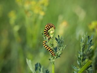 Caterpillar