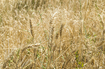 Ready-to-harvest dried wheat spike pictures,

