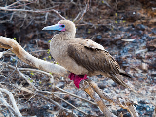 Red footed booby