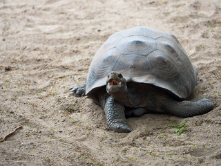 Young galapagos tortoise