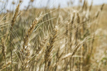 Ready-to-harvest dried wheat spike pictures,
