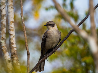 Galapagos Mockingbird