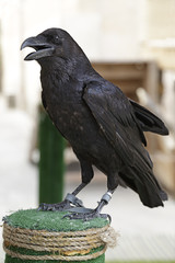 Fototapeta premium Common raven (Corvus corax) perched on an innkeeper