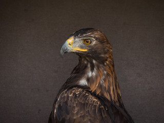 portrait of an eagle
