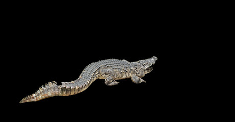 Closeup Aggressive Crocodile on Black Background, Clipping Path