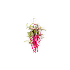 Heap of beet micro greens on white background. Healthy eating concept of fresh garden produce organically grown as a symbol of health and vitamins from nature. Microgreens closeup.