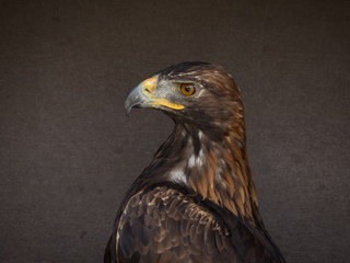 portrait of an eagle