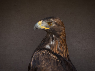 Obraz premium portrait of an eagle