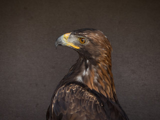 Obraz premium portrait of an eagle