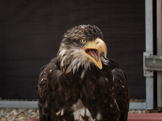 portrait of an eagle