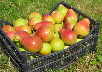 Organic Juicy Fresh Pears Harvest from the Garden.