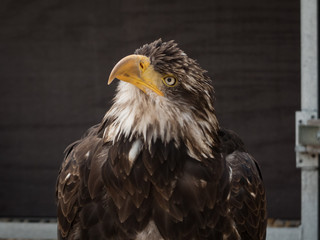 Fototapeta premium portrait of an eagle
