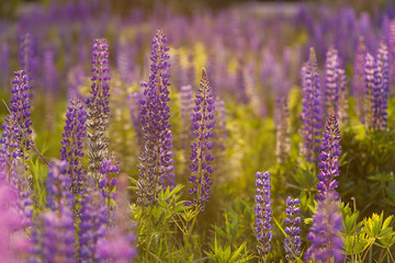 Fototapeta premium Field of Lupinus, commonly known as lupin or lupine