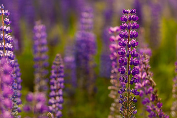 Fototapeta premium Field of Lupinus, commonly known as lupin or lupine