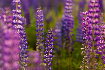 Fototapeta premium Field of Lupinus, commonly known as lupin or lupine