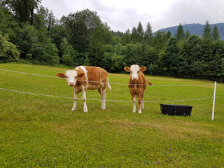 Zwei Kälber neugierig auf der Almwiese