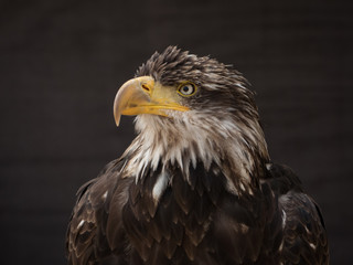 portrait of an eagle