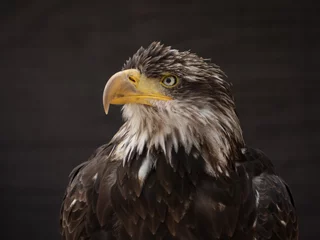 Foto op Plexiglas portrait of an eagle © klickit24