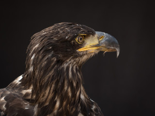 portrait of an eagle