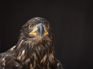 portrait of an eagle