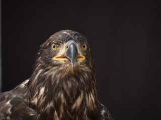 portrait of an eagle