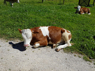 Kälbchen ruht am Wegesrand