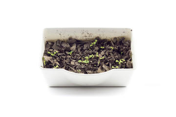 concept,nature,close up