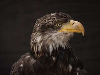 Obraz premium portrait of an eagle
