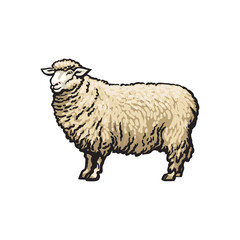 vector sketch cartoon style sheep. Isolated illustration on a white background. Hand drawn animal without horns. Cattle, farm cloven-hoofed livestock animal, wool, lamb products design object