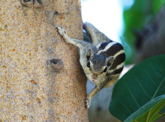 squirrel looking from tree