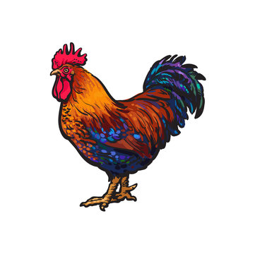 vector cartoon hand drawn sketch brown blue colored rooster, cock. Isolated illustration on a white background. Farm poultry chicken