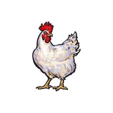 vector cartoon hand drawn sketch white colored rooster, cock. Isolated illustration on a white background. Farm poultry chicken