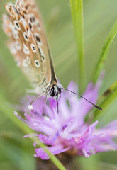 papillons