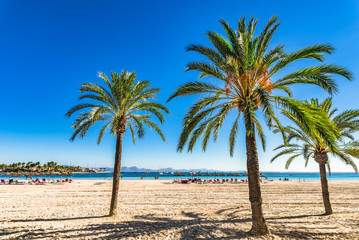 Obraz na płótnie Canvas Mallorca Platja de Alcudia Strand Sand Palmen, Spanien Mittelmeer