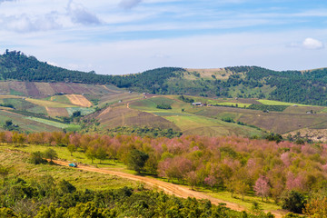 Cherry blossoms are blooming on the mountain in Phu Lom Lo, Phitsanulok Province, Thailand.