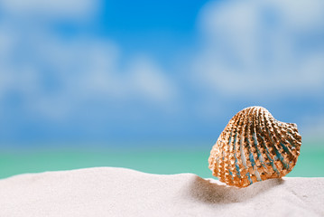 golden tropical shell on sea beach with sand under sunrise sun light