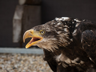 portrait of an eagle