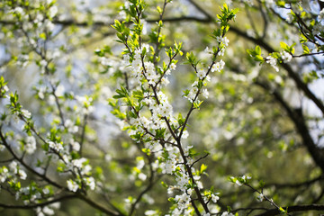 Cherry blossoms against a blue sky