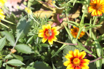 Biene bestäubt Blume auf einer Sommerwiese