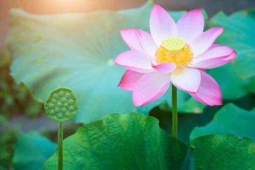 Acrylic prints Lotusflower Beautiful lotus blooming in the pond natural landscape