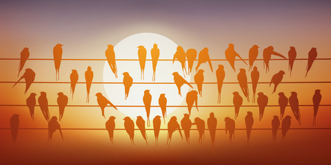 hirondelle - fil - printemps - départ - automne - groupe - oiseau - saison © pict rider