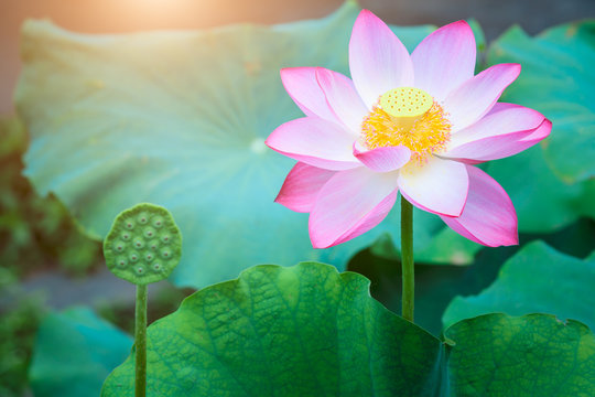 Fototapeta Beautiful lotus blooming in the pond natural landscape