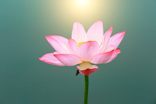 Fototapeta Beautiful lotus blooming in the pond natural landscape